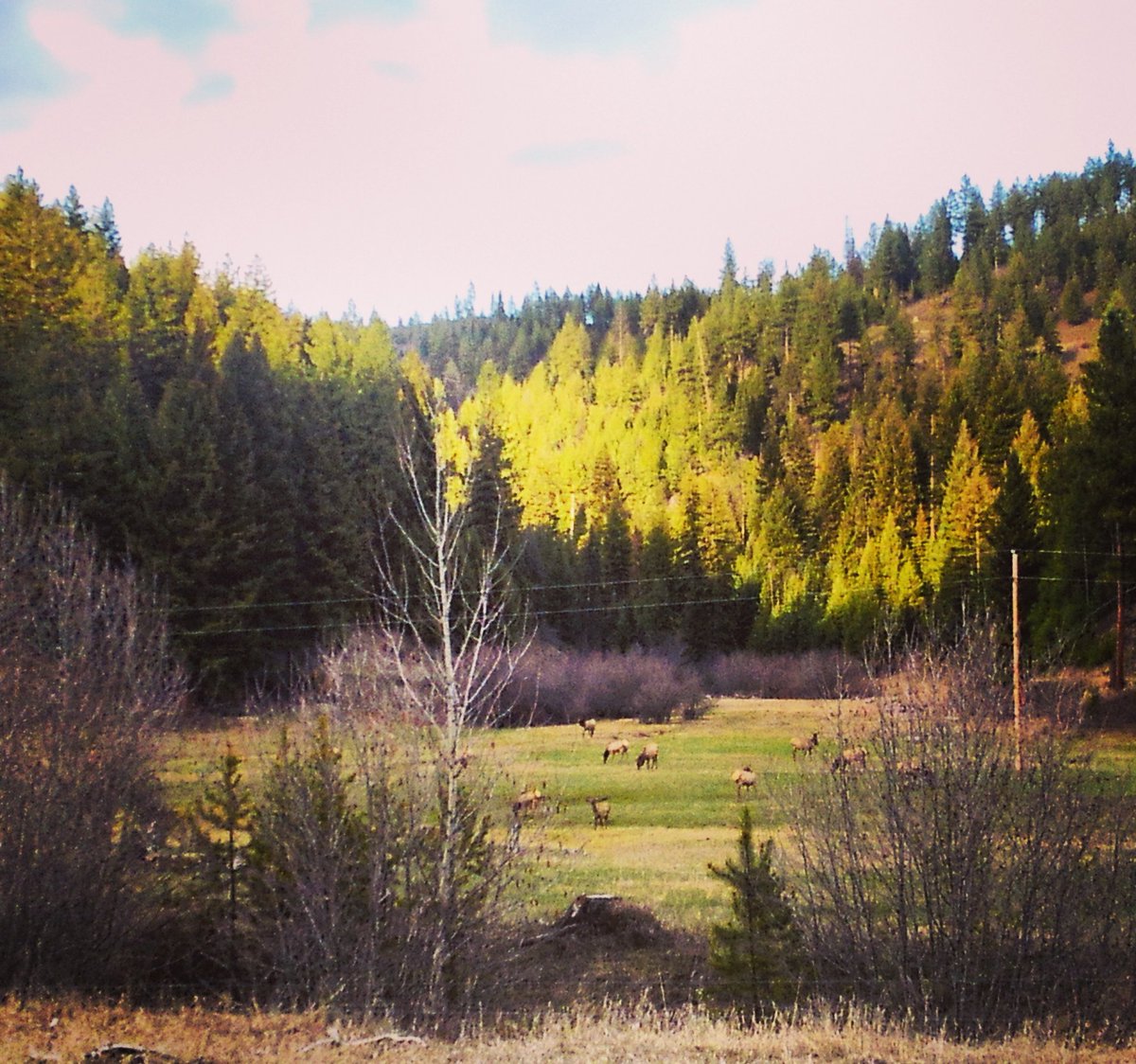Hunting Roots – HuntFiber