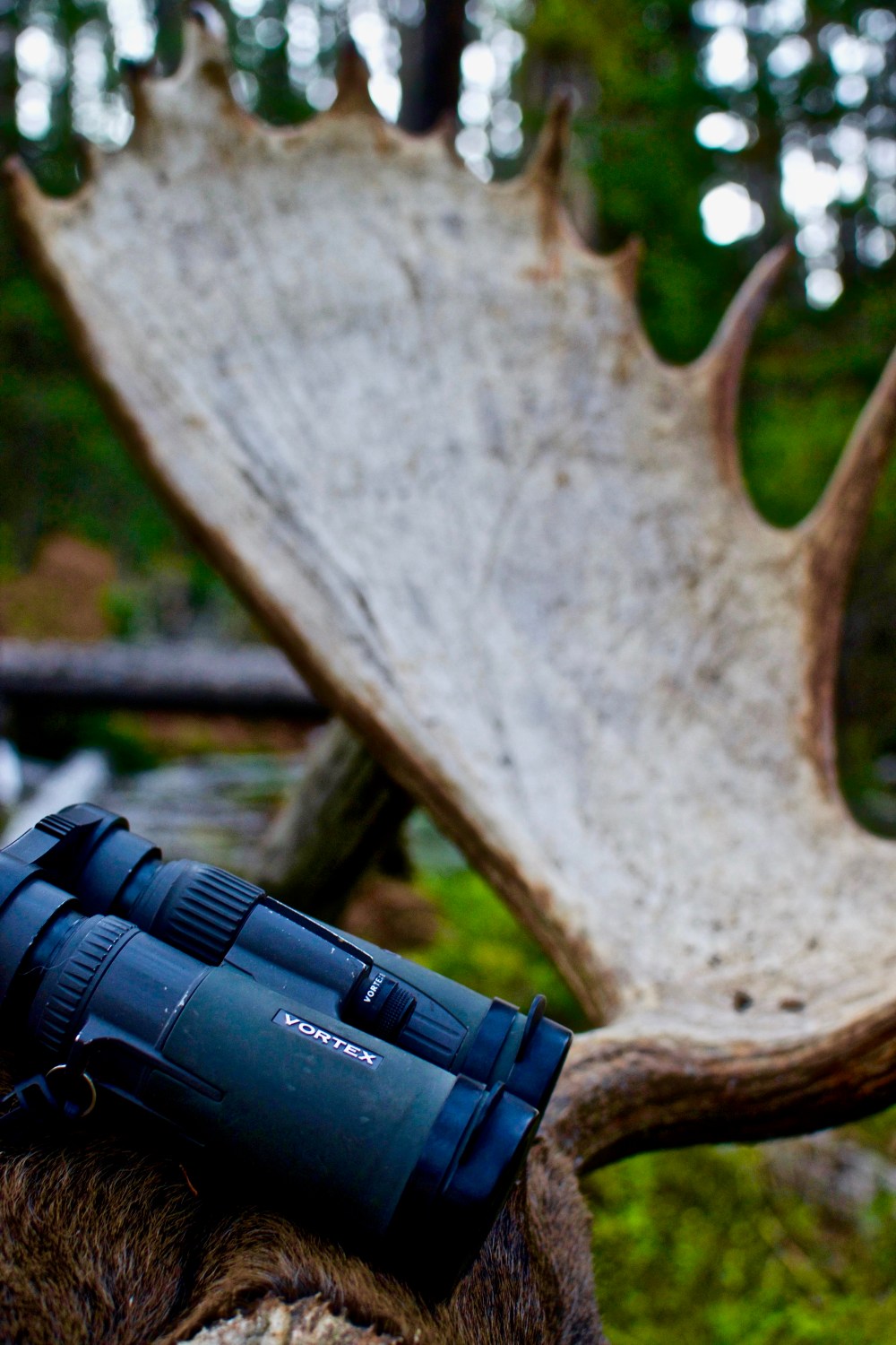 31949548_2334929266524690_1786360955211350016_n