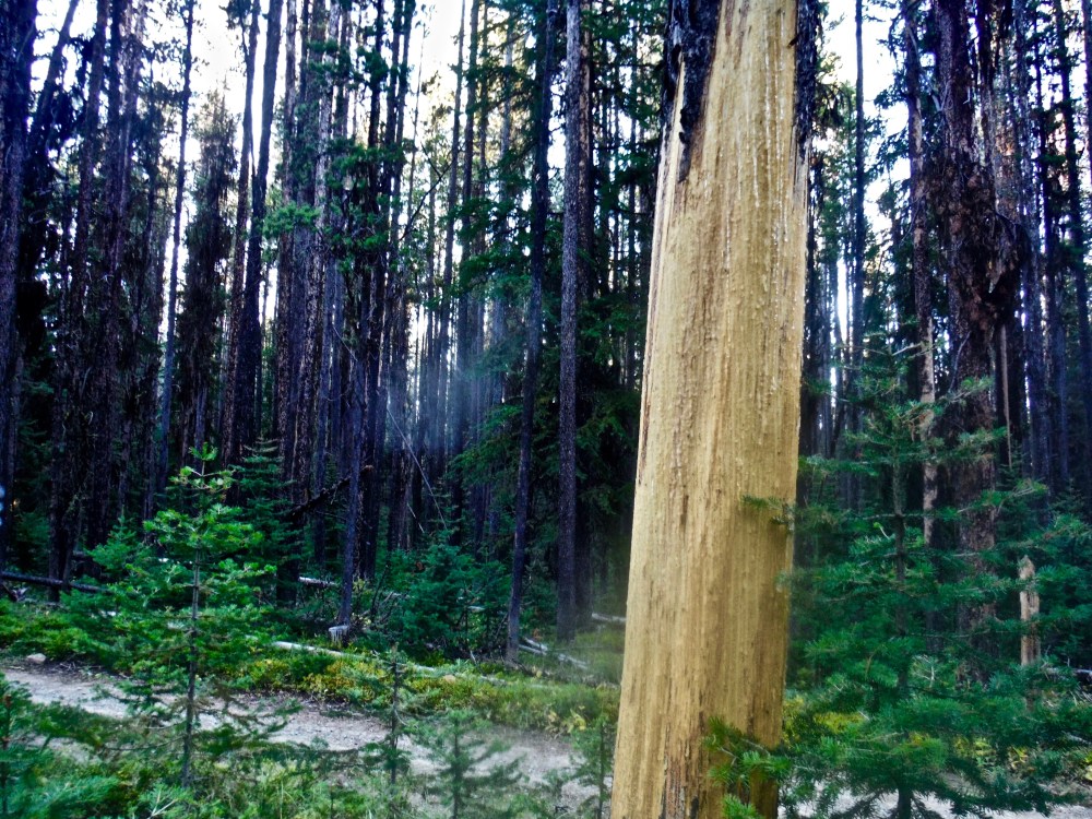 32072592_2334930493191234_1850825884588572672_n